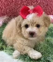 Mela, a female Maltipoo for sale in Birch Tree, MO – 4 of 7