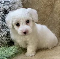 Buttercup, a male Maltipoo for sale in Birch Tree, MO – 4 of 10