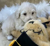 Franklin, a male Maltipoo for sale in Birch Tree, MO – 2 of 10