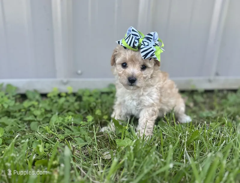 Leah  – Maltipoo puppy on hold in Birch Tree, MO