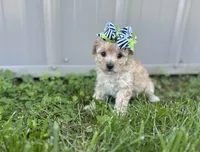 Leah , a female Maltipoo for sale in Birch Tree, MO – 1 of 3