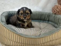 Rhett, a male Shorkie for sale in Birch Tree, MO – Photo 4 of 5