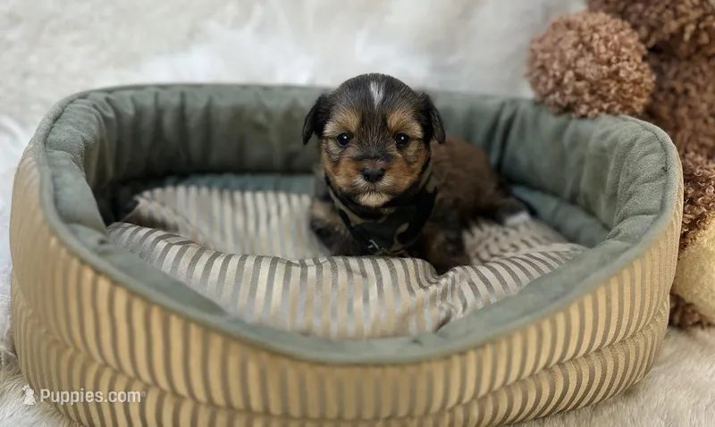 Rhett – Shorkie puppy for sale in Birch Tree, MO