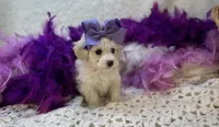 Esther Grace , a female Maltipoo for sale in Birch Tree, MO – Photo 2 of 5