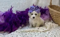 Esther Grace , a female Maltipoo for sale in Birch Tree, MO – Photo 4 of 5