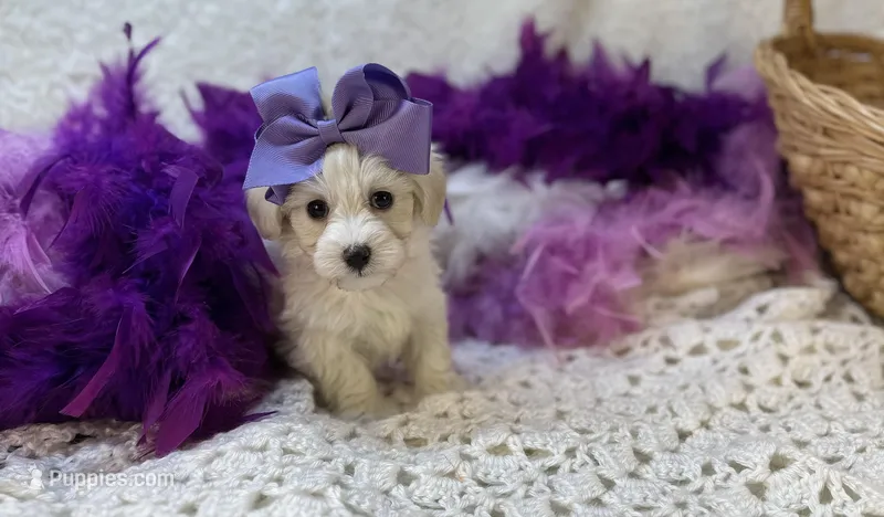 Esther Grace  – Maltipoo puppy for sale in Birch Tree, MO