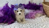 Esther Grace , a female Maltipoo for sale in Birch Tree, MO – Photo 1 of 5