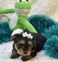 Bojangles, a male Morkie for sale in Birch Tree, MO – 2 of 10