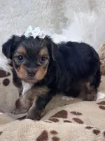 Rookie, a male Morkie for sale in Birch Tree, MO – 1 of 10
