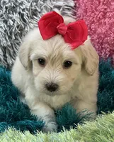 Honey Dew, a female Maltipoo for sale in Birch Tree, MO – 1 of 10