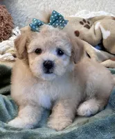 Hudson , a male Maltipoo for sale in Birch Tree, MO – 1 of 10