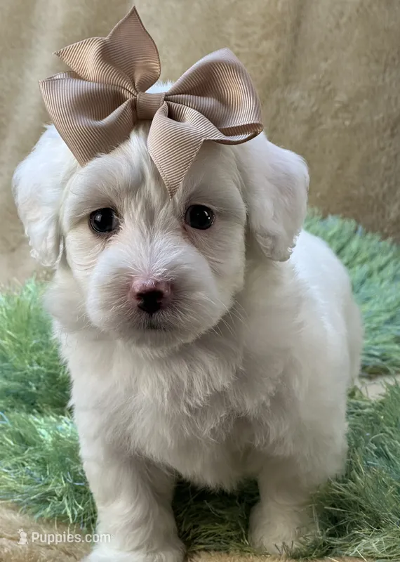 Buttercup – Maltipoo puppy for sale in Birch Tree, MO