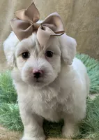 Buttercup, a male Maltipoo for sale in Birch Tree, MO – 1 of 10