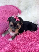 Ivy, a female Morkie for sale in Birch Tree, MO – 8 of 9