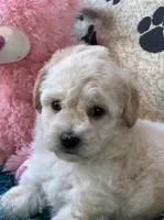 Ava Jean, a female Bichpoo for sale in Birch Tree, MO – 9 of 10