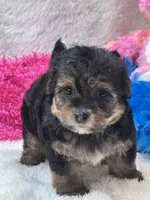 Anna Leigh, a female Morkie for sale in Birch Tree, MO – 6 of 7