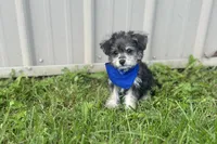 Taco , a male Morkie for sale in Birch Tree, MO – 4 of 6