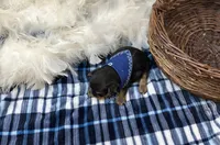 processed/1453eafa-b5a2-48d3-9c90-9afc2a8afca8/listing/b6b119bd-0dc5-4935-af40-d7d48330a298/9a1a50d8-d7d2-455f-9dc4-b2806d49d47e