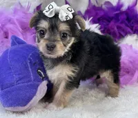 Melody, a female Morkie for sale in Birch Tree, MO – 8 of 10