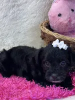Tootsie, a female Yorkipoo for sale in Birch Tree, MO – 9 of 10