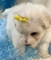 Camelot, a male Maltipoo for sale in Birch Tree, MO – 9 of 9