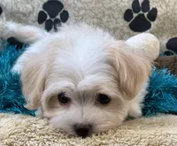 Barley, a male Maltipoo for sale in Birch Tree, MO – 6 of 10
