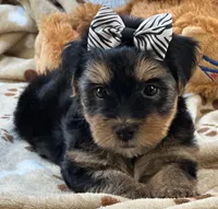 Handsome Boomer, a male Yorkipoo for sale in Birch Tree, MO – 7 of 10