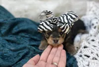 Nyah, a female Morkie for sale in Birch Tree, MO – Photo 3 of 7