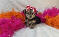 Nyah, a female Morkie for sale in Birch Tree, MO – Photo 1 of 7