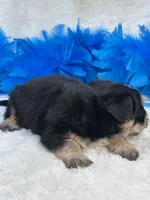 Banjo, a male Morkie for sale in Birch Tree, MO – 6 of 10