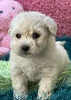 Lady   Bug , a female Maltipoo for sale in Birch Tree, MO – 7 of 10