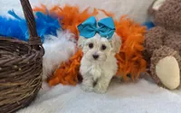 Brylee , a female Maltipoo for sale in Birch Tree, MO – Photo 1 of 5