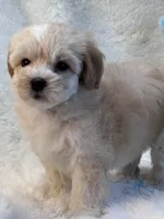 Magnum, a female Maltipoo for sale in Birch Tree, MO – 7 of 9