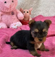 Charity, a female Morkie for sale in Birch Tree, MO – 6 of 8