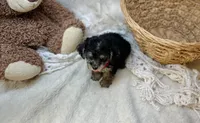 Biscuit , a male Morkie for sale in Birch Tree, MO – 4 of 5