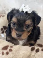 Rookie, a male Morkie for sale in Birch Tree, MO – 6 of 10