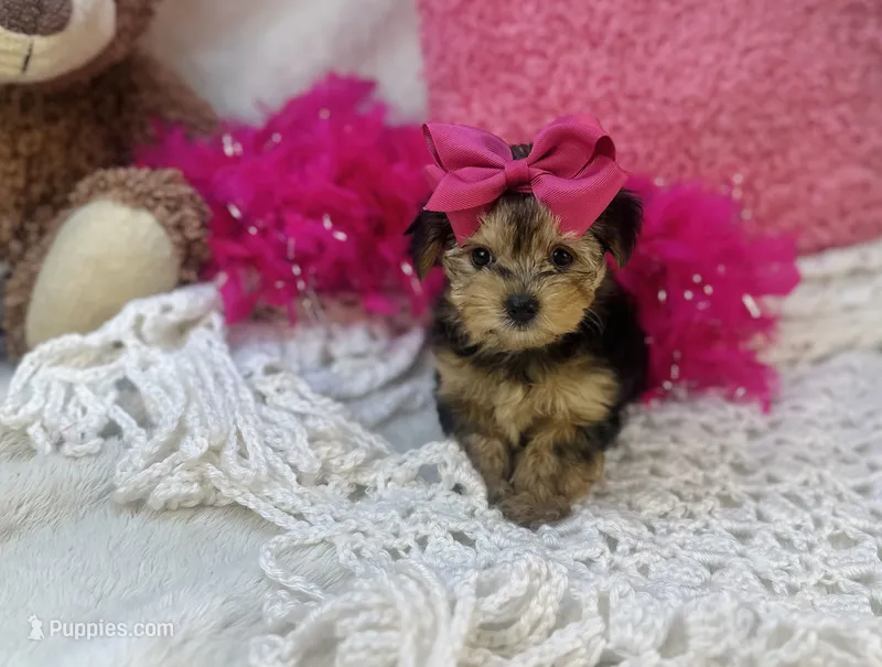 Eden – Morkie puppy for sale in Birch Tree, MO