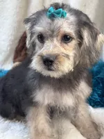 Dylan, a male Morkie for sale in Birch Tree, MO – 5 of 10