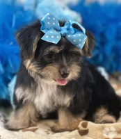 Banjo, a male Morkie for sale in Birch Tree, MO – 8 of 9