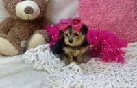 Eden, a female Morkie for sale in Birch Tree, MO – 2 of 5