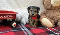 Pluto , a male Yorkipoo for sale in Birch Tree, MO – Photo 1 of 5