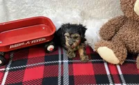 Pluto , a male Yorkipoo for sale in Birch Tree, MO – Photo 5 of 5