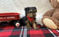 Pluto , a male Yorkipoo for sale in Birch Tree, MO – Photo 2 of 5