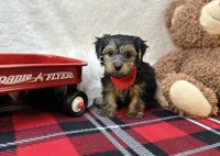 Pluto , a male Yorkipoo for sale in Birch Tree, MO – Photo 4 of 5