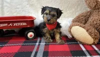 Pluto , a male Yorkipoo for sale in Birch Tree, MO – Photo 3 of 5