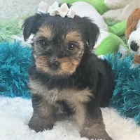 Millie Jean, a female Yorkipoo for sale in Birch Tree, MO – 10 of 10