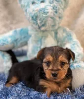 Gator, a male Morkie for sale in Birch Tree, MO – 7 of 9