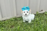 Marshmallow , a female Morkie for sale in Birch Tree, MO – 4 of 5