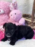 Tootsie, a female Yorkipoo for sale in Birch Tree, MO – 4 of 10