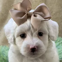 Buttercup, a male Maltipoo for sale in Birch Tree, MO – 5 of 10